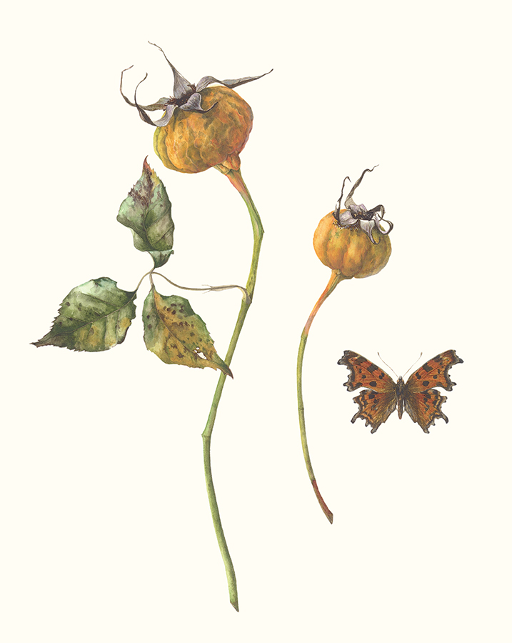 Buff beauty and comma by Gael Sellwood