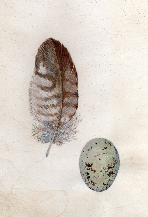 Buzzard feather & egg - Soaring high by Gael Sellwood
