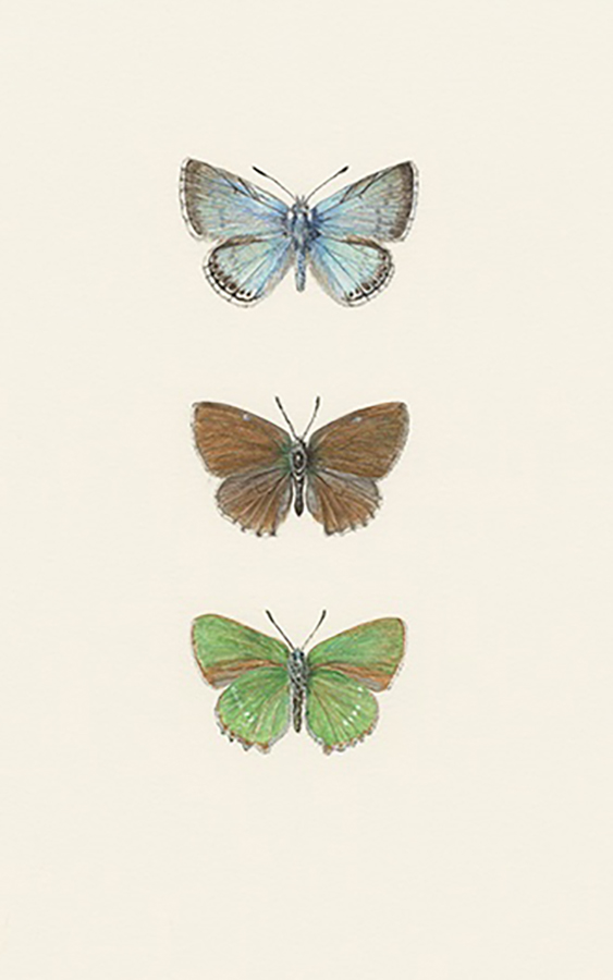 Chalkhill blue & green hairstreak by Gael Sellwood