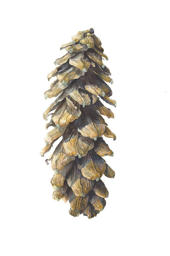 Cone of the eastern white pine by Gael Sellwood