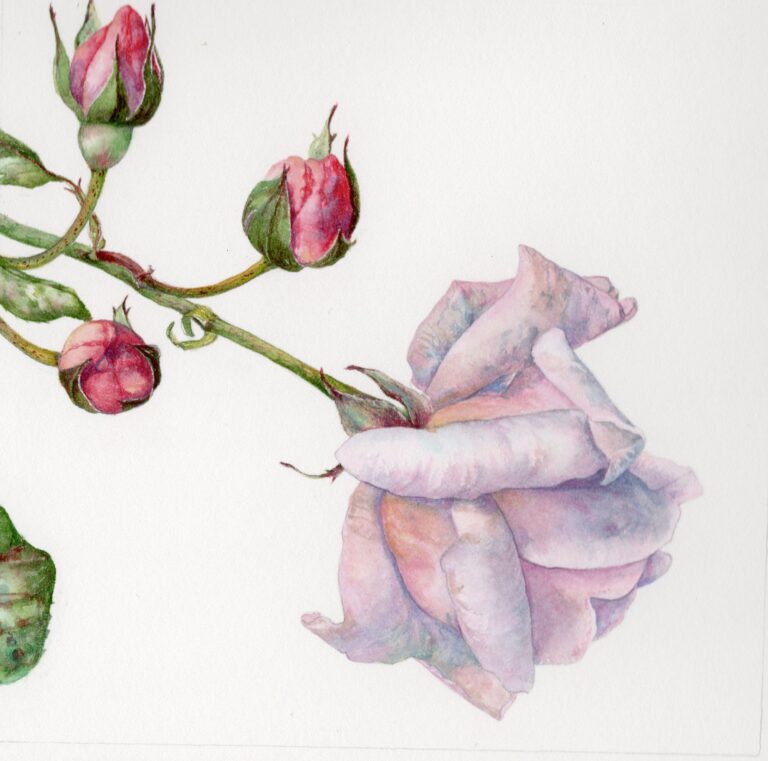 Frosted rose by Gael Sellwood