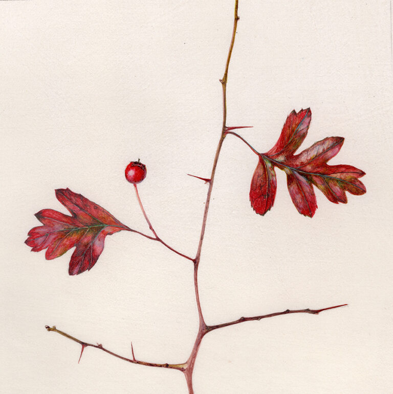 Hedgerow hawthorn by Gael Sellwood