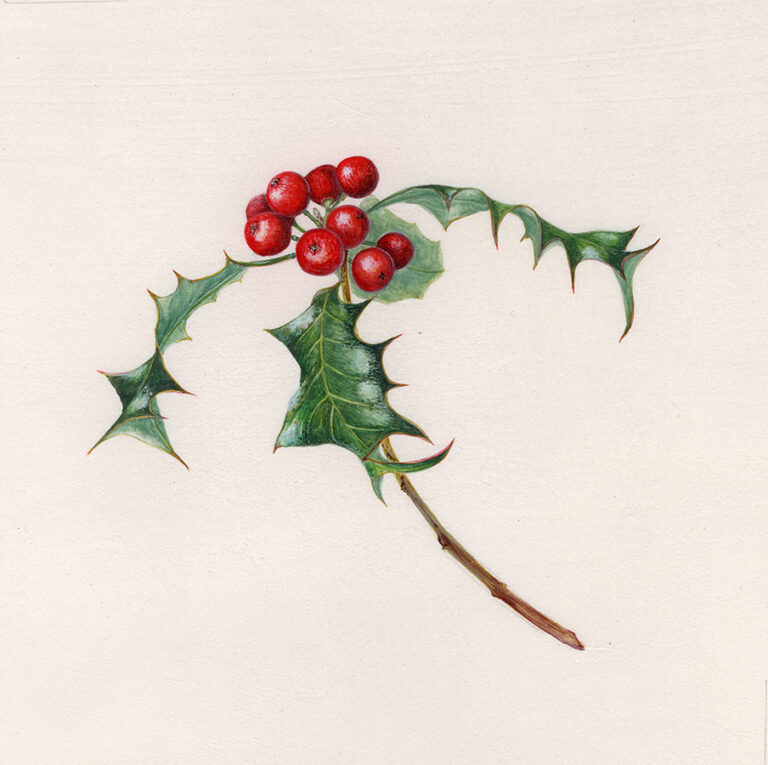 Hedgerow holly by Gael Sellwood