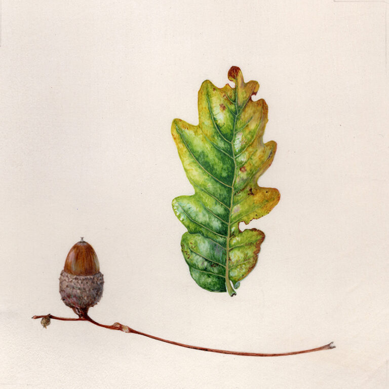 Hedgerow oak by Gael Sellwood