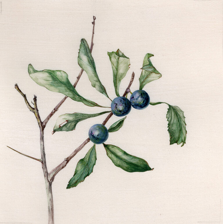 Hedgerow sloes by Gael Sellwood