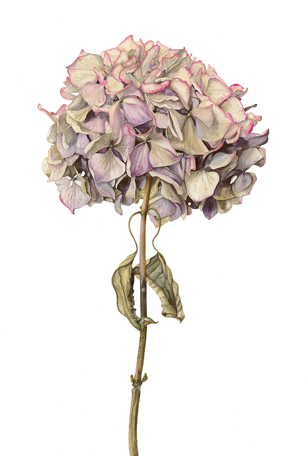 Hydrangea masja by Gael Sellwood