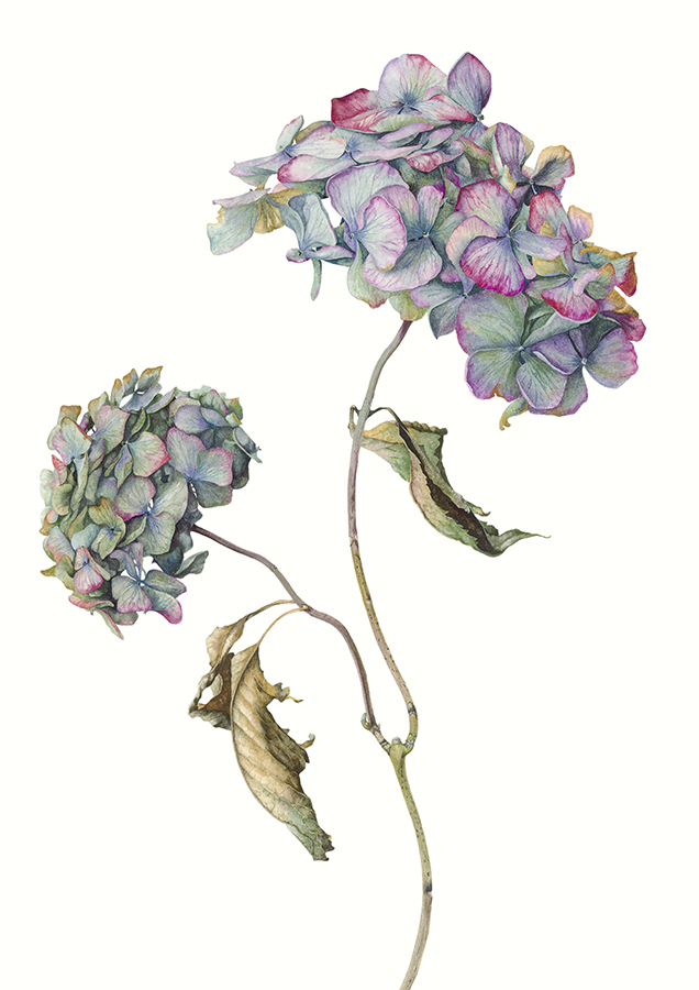Hydrangea pimpernel by Gael Sellwood