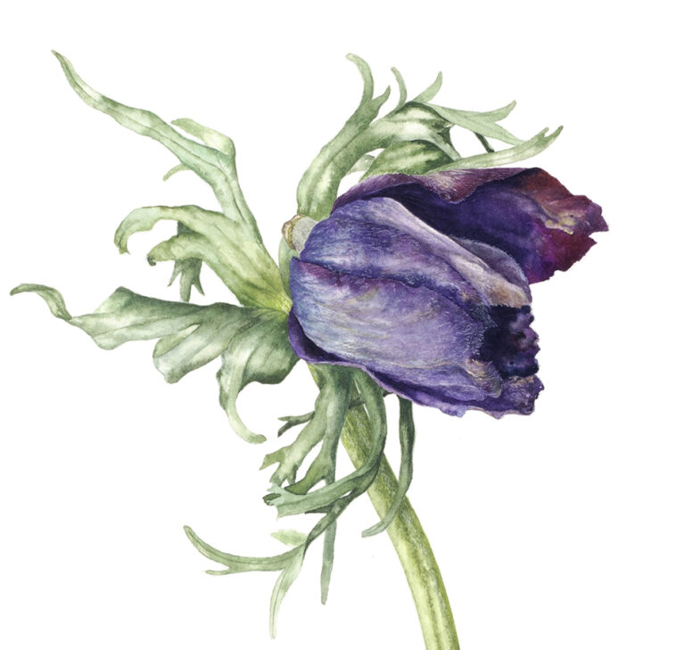 Indigo anemone by Gael Sellwood