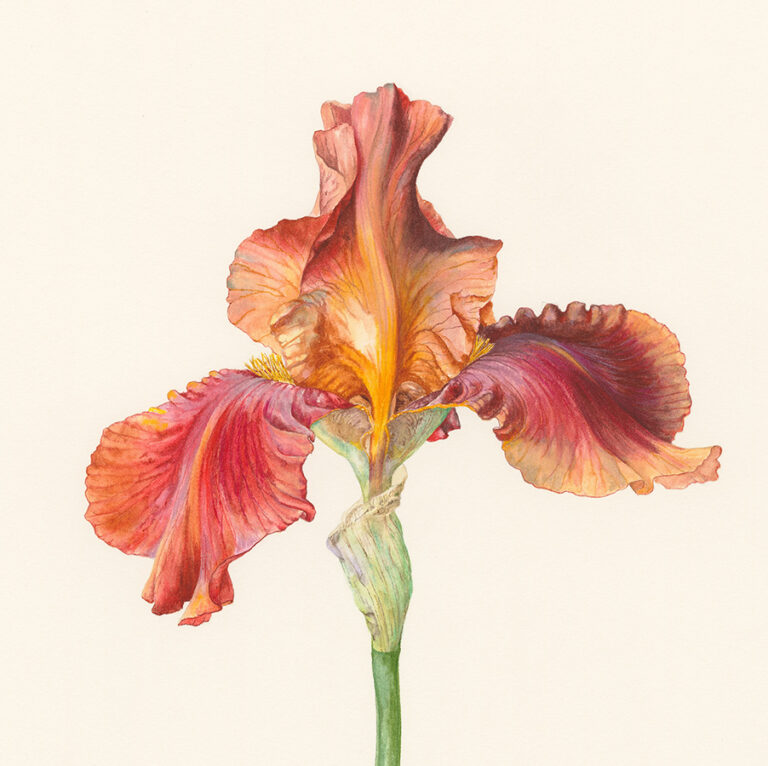 Iris 'Benton Caramel' by Gael Sellwood