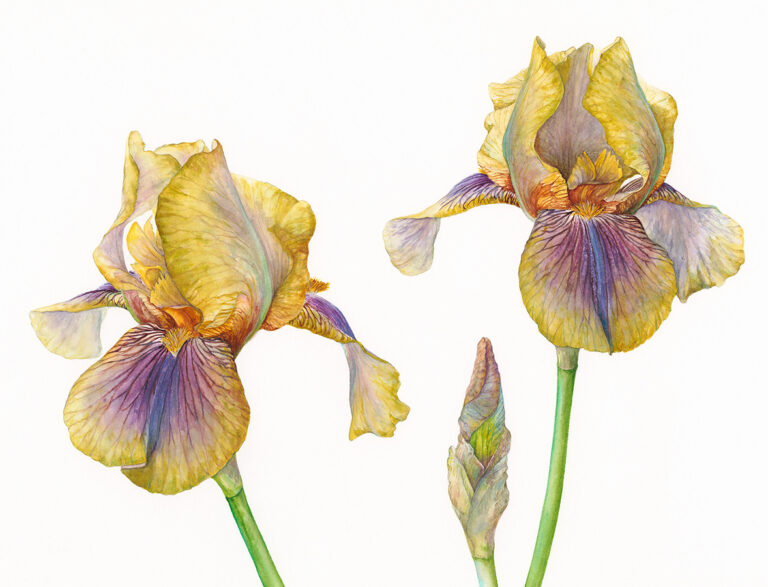 Iris 'Benton Olive' by Gael Sellwood