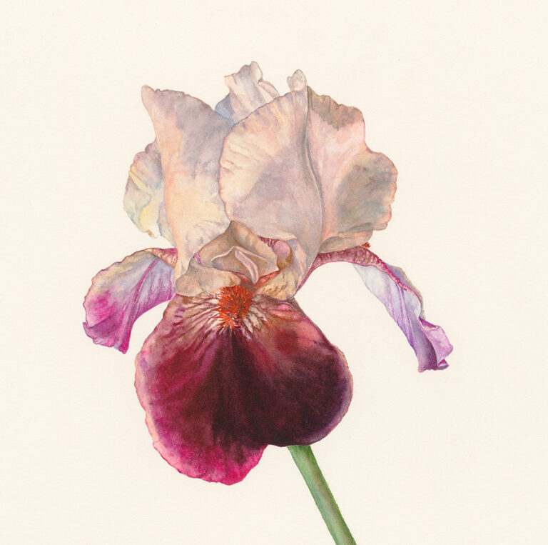 Iris 'Cimarron Strip' by Gael Sellwood
