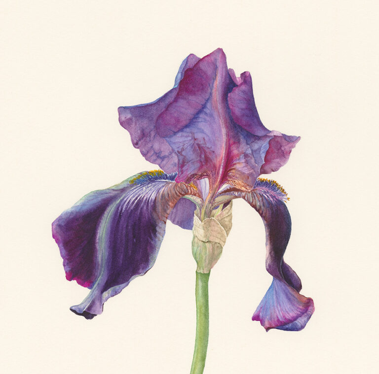 Iris 'Judith' by Gael Sellwood