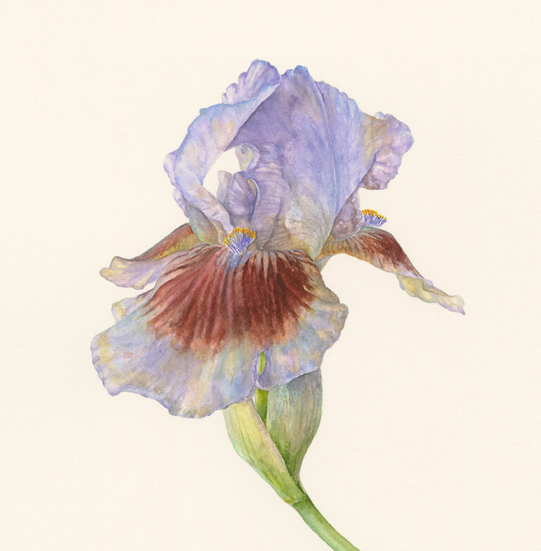 Iris 'Langport Storm' by Gael Sellwood