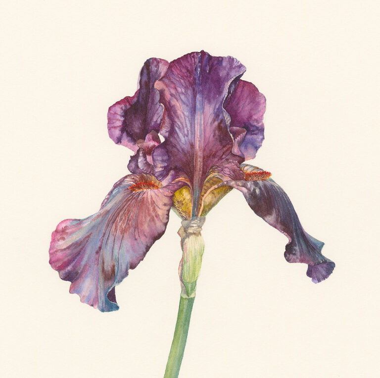 Iris 'Langport Wren' by Gael Sellwood