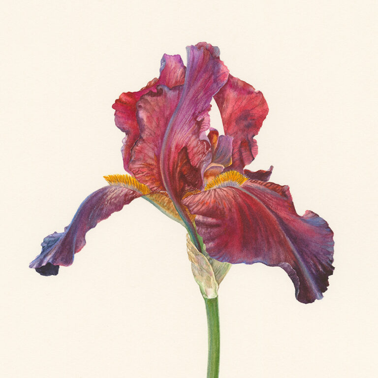 Iris 'Pass the Wine' by Gael Sellwood