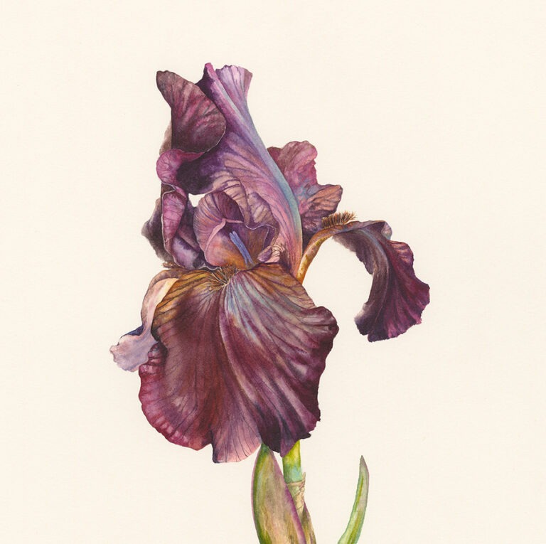 Iris 'Sultan's Palace' by Gael Sellwood