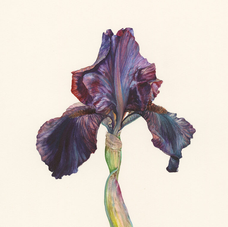 Iris 'Superstition' by Gael Sellwood
