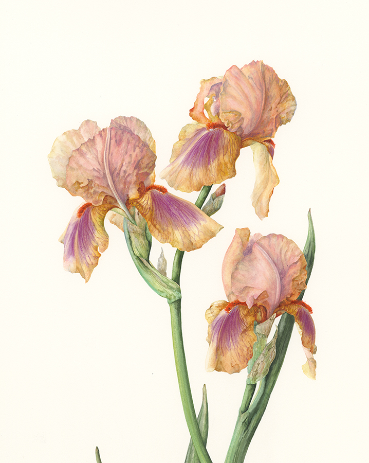 Iris 'Pink Pele' by Gael Sellwood