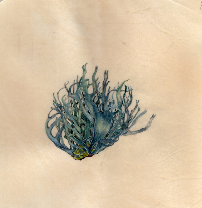 Lichen by Gael Sellwood