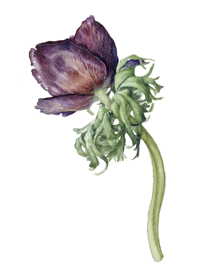 Magenta anemone by Gael Sellwood