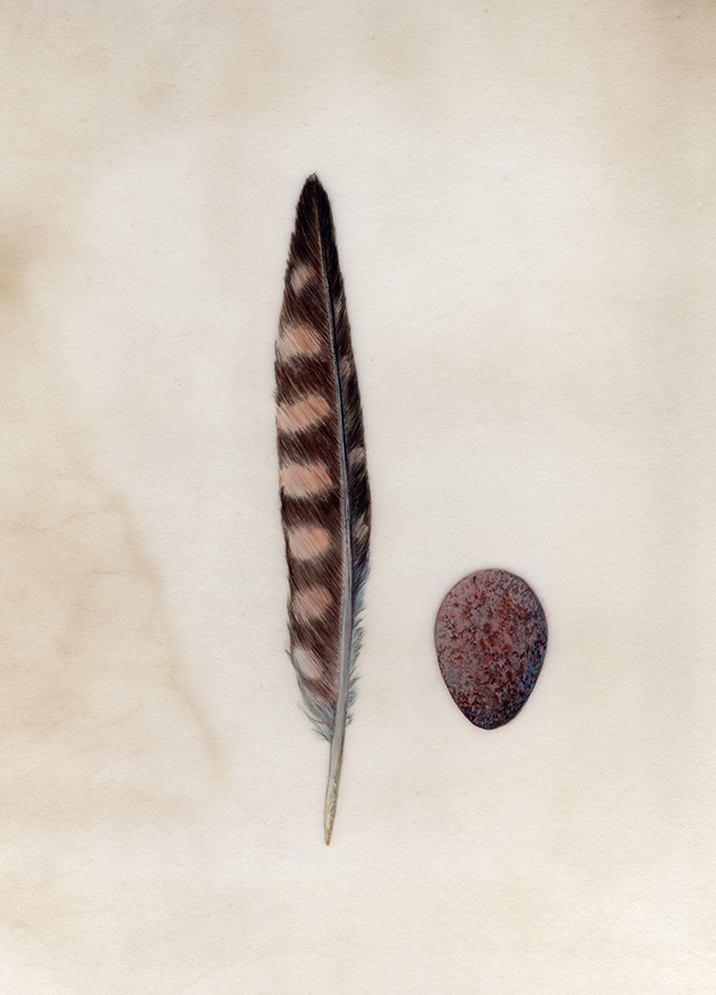 Merlin feather & egg - Magician & Seer by Gael Sellwood