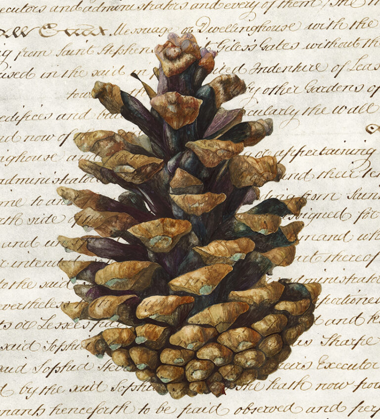 Fir cone palimpsest by Gael Sellwood