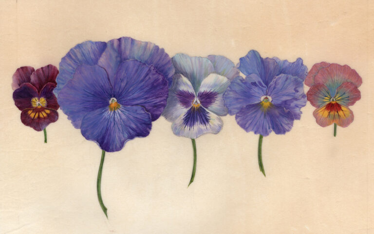 Pansy patrol by Gael Sellwood
