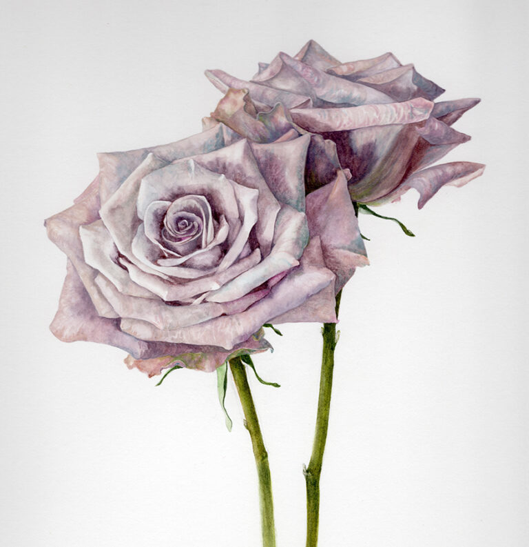 Rosa amnesia by Gael Sellwood