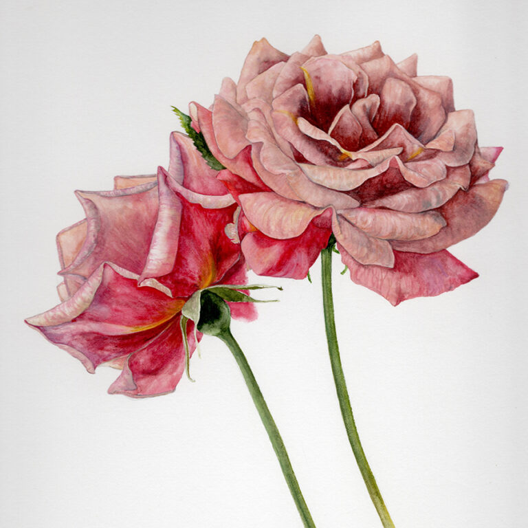 Rosa koko loko by Gael Sellwood