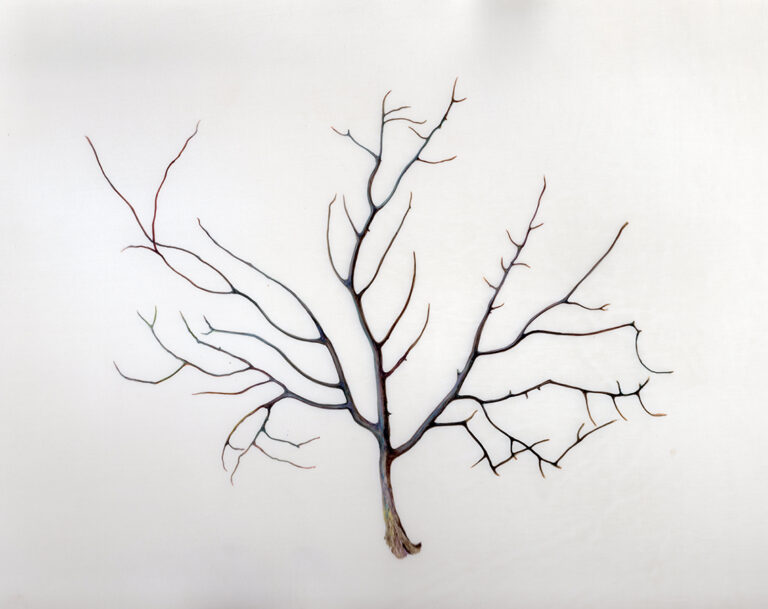 Sea fan by Gael Sellwood