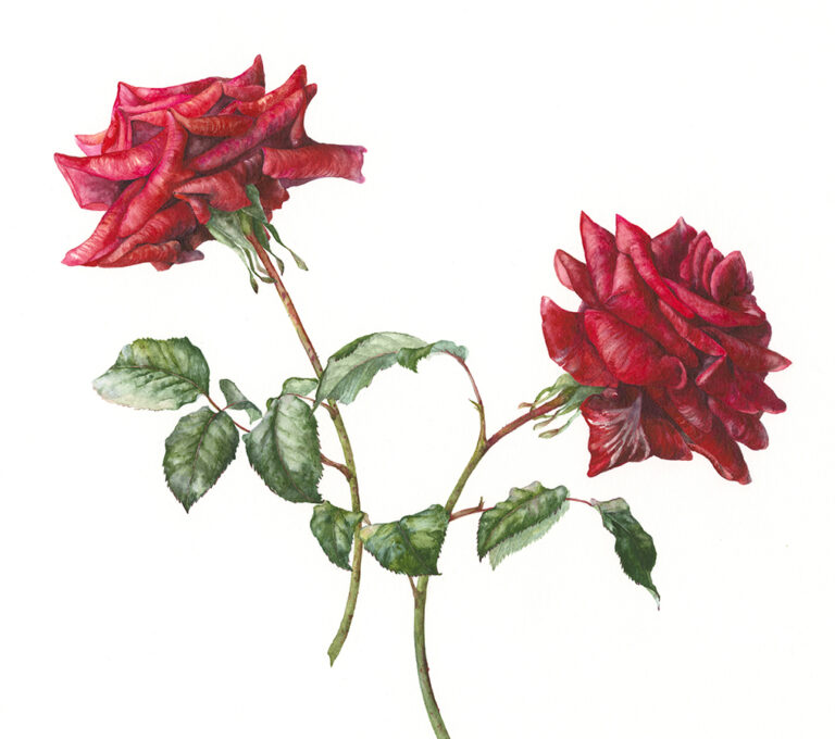 Still in love by Gael Sellwood