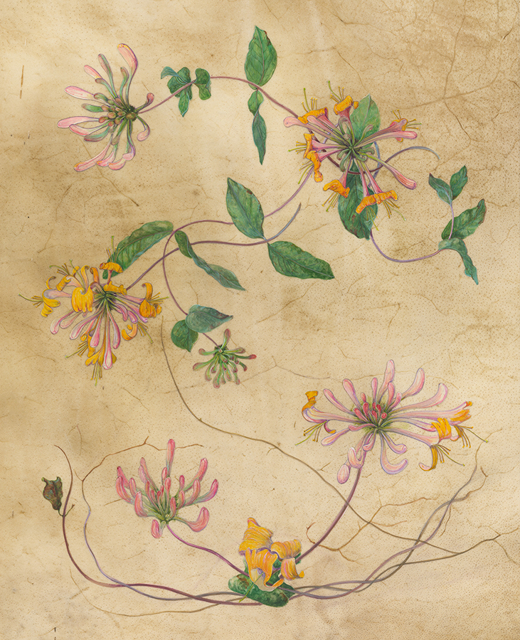 Sweet woodbine by Gael Sellwood