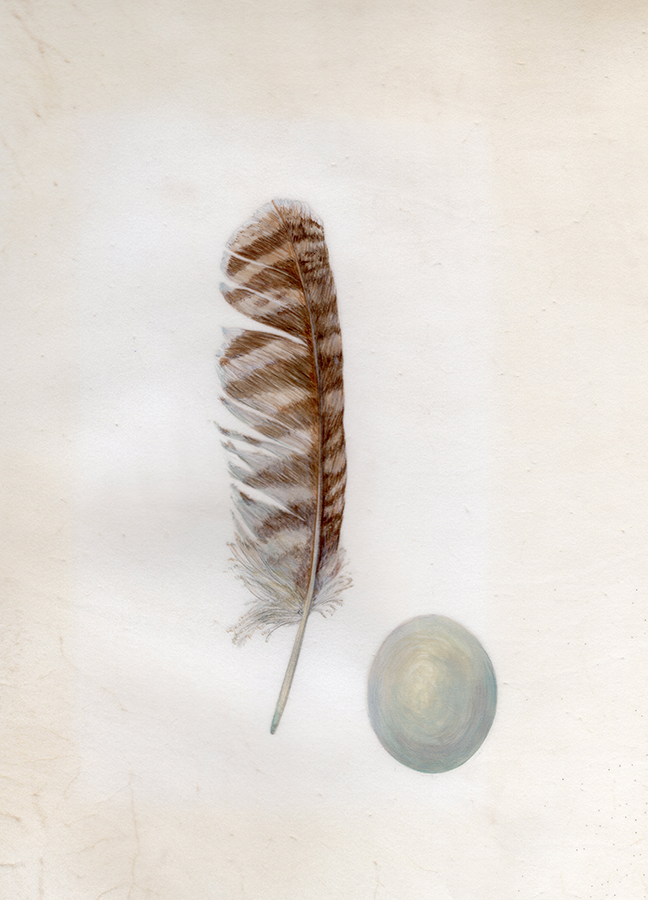 Tawny owl feather & egg - Wisdom calls by Gael Sellwood