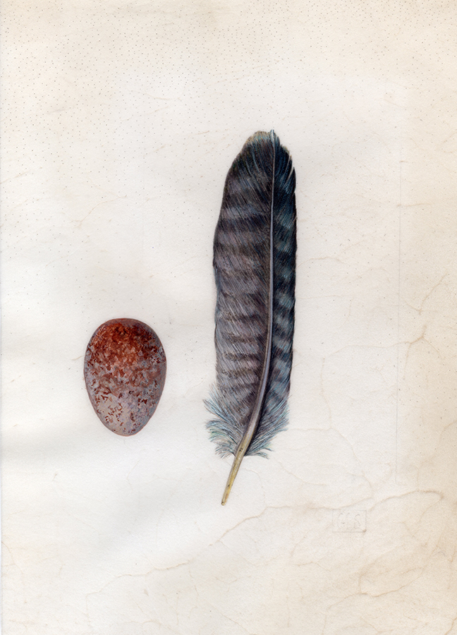Tiercel Peregrine feather & egg - Ultimate velocity by Gael Sellwood