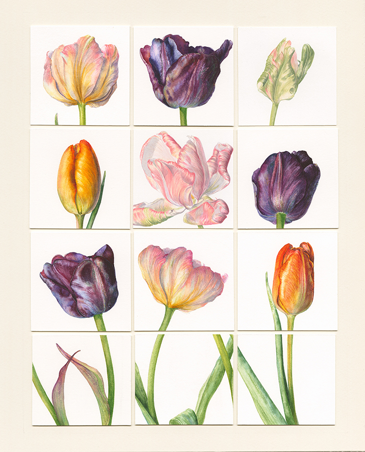 Tulip theatre by Gael Sellwood