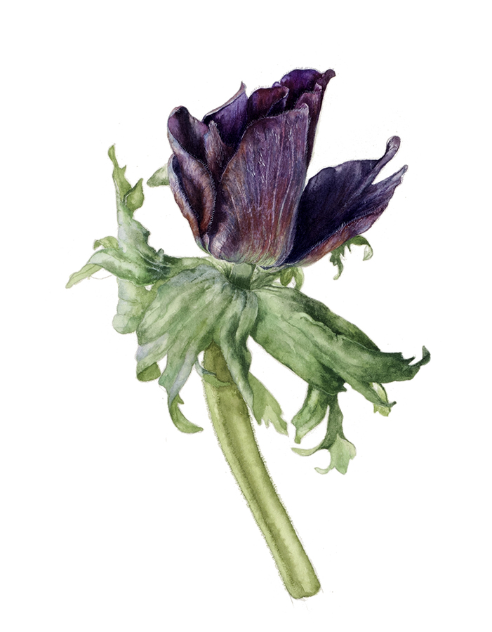 Violet anemone by Gael Sellwood