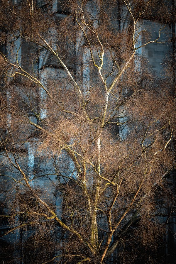 King’s Chapel Silver Birch by Martin Bond