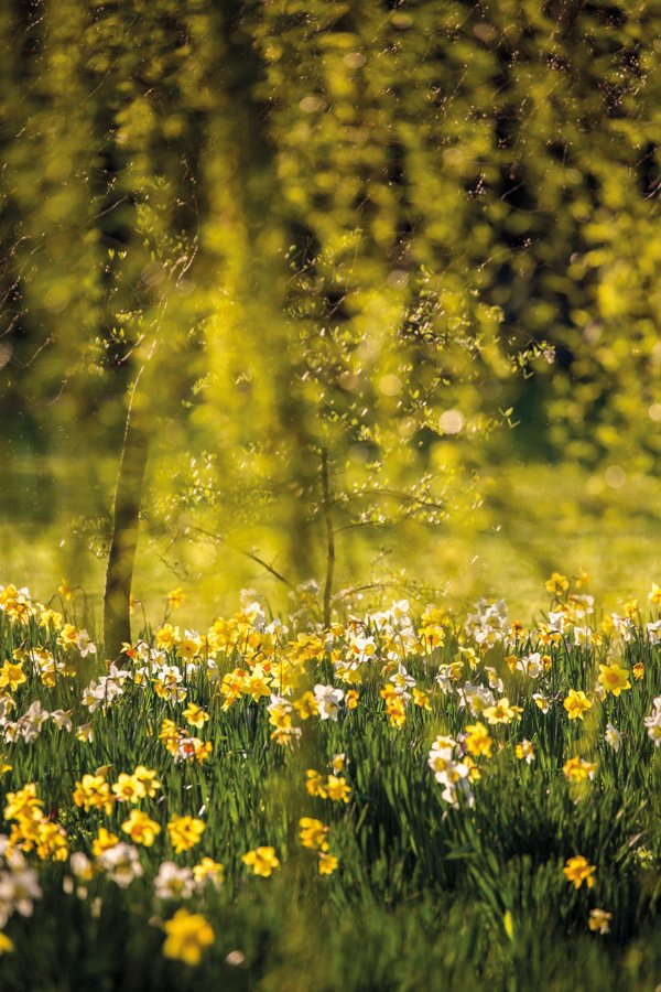 Magdalene College Daffodils by Martin Bond