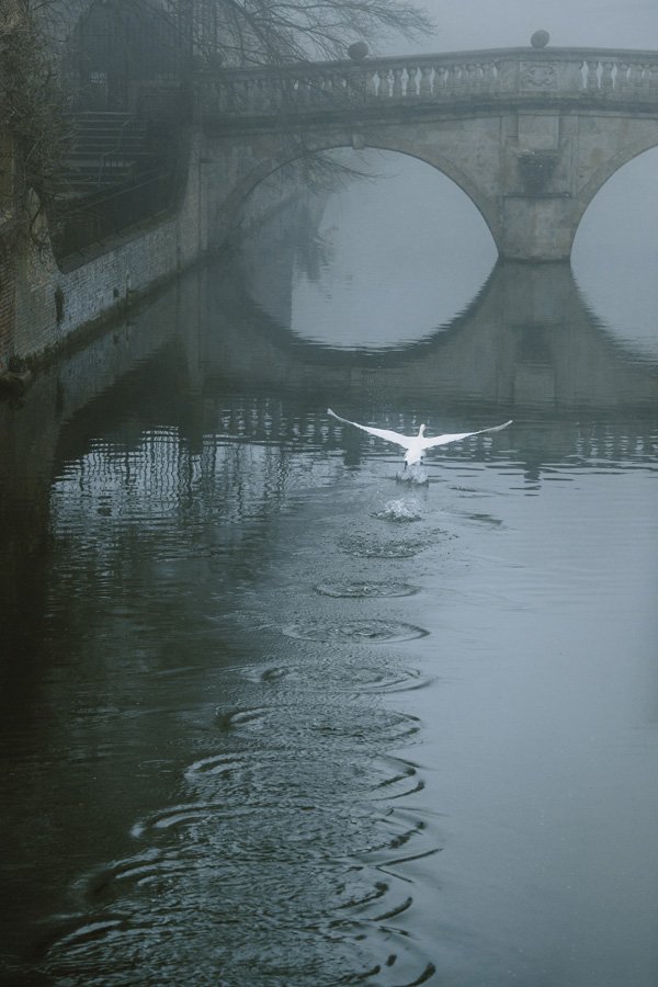 Skipping Swan by Martin Bond