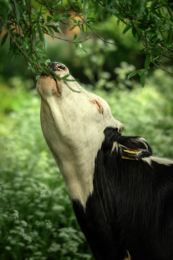 Blissful Cow by Martin Bond