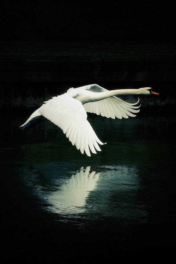 Dark Swan by Martin Bond