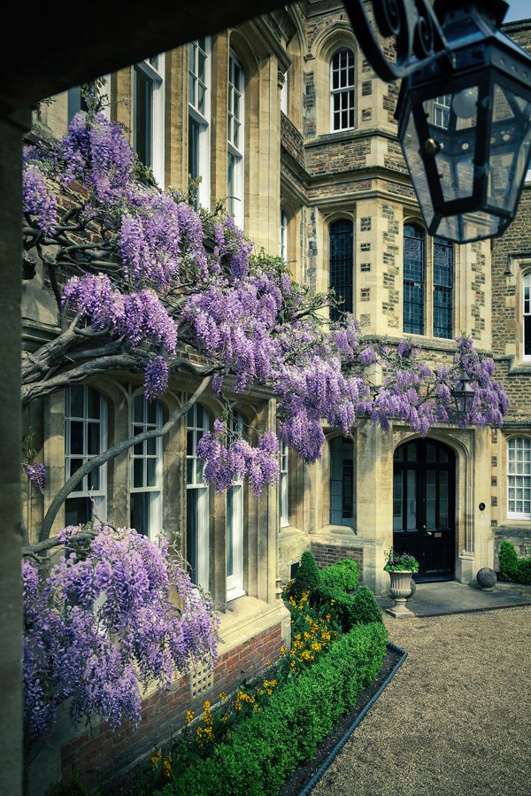 Jesus College Wisteria by Martin Bond