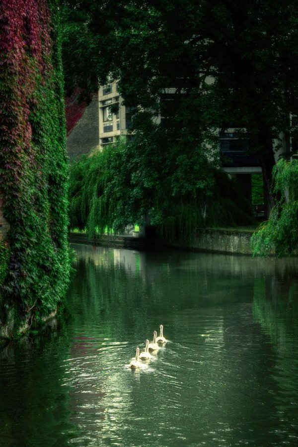 St John’s Swans by Martin Bond