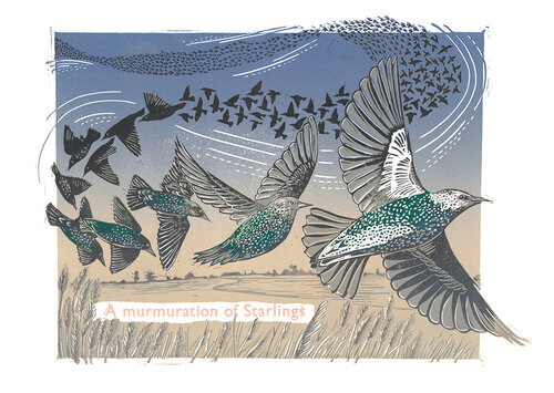 A Murmuration of Starlings by Julie Orpen