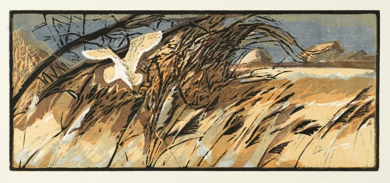 Barn Owl ed71 by Robert Greenhalf