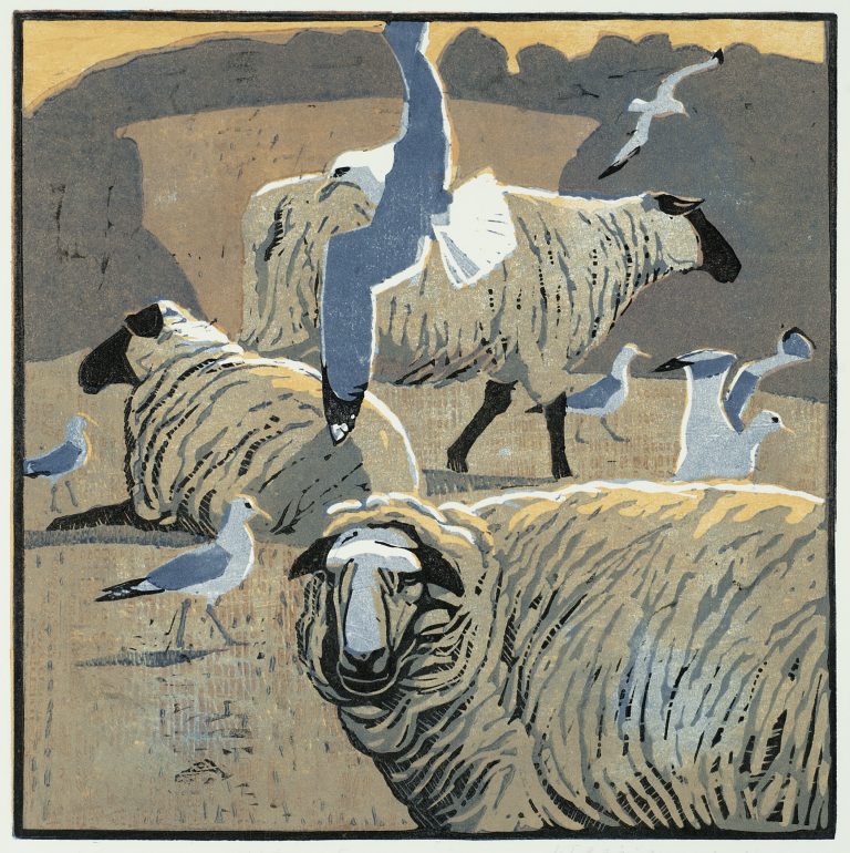 Common Gulls and Sheep ed11 by Robert Greenhalf