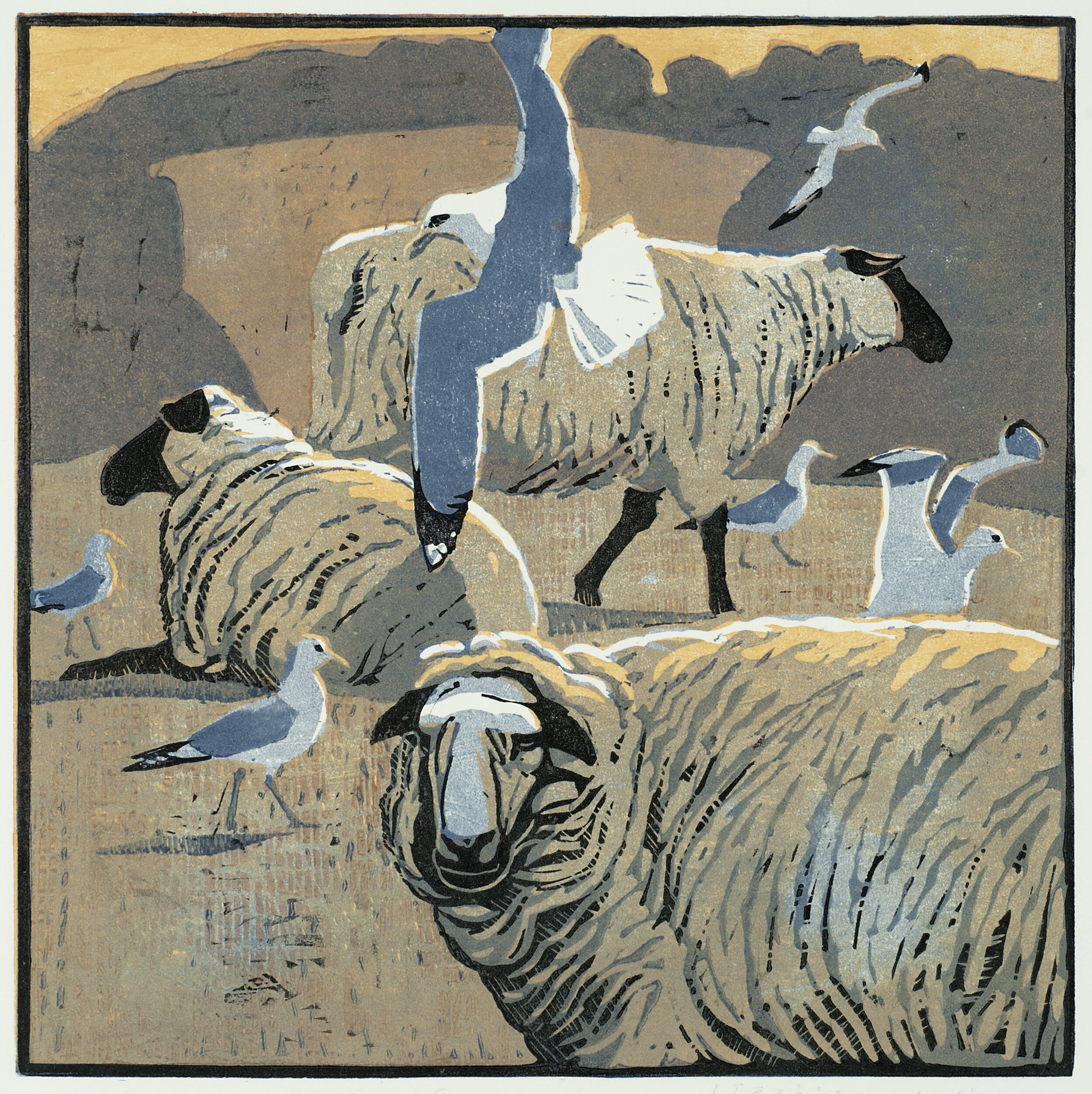 Common Gulls and Sheep ed11 by Robert Greenhalf