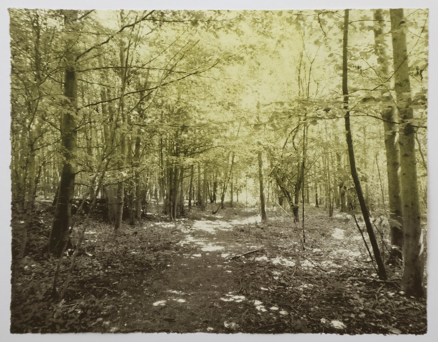 Dappled Light ed2 by Luella Martin