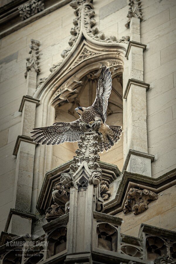 Peregrine Falcon by Martin Bond