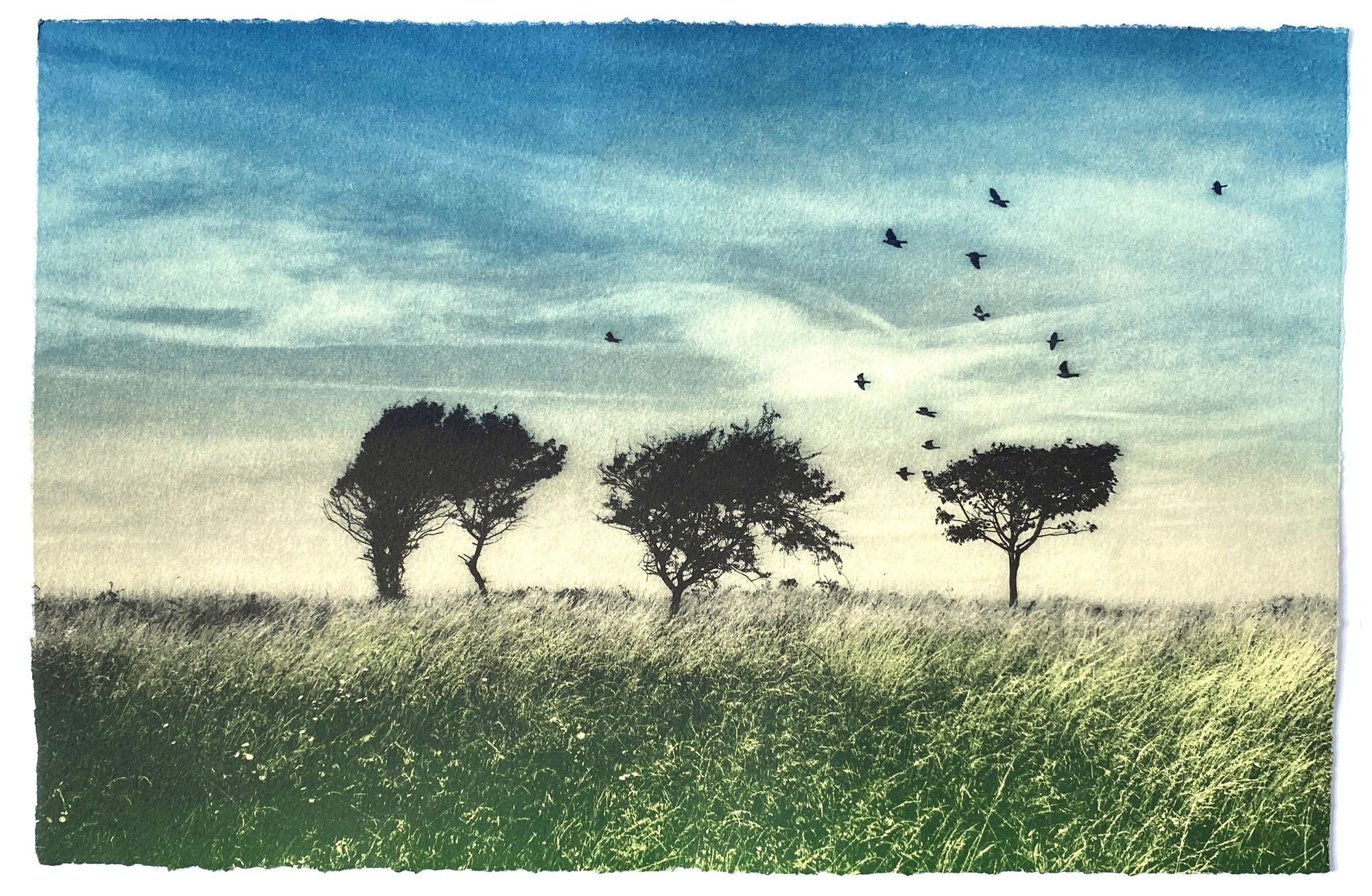 Five Trees ed9 by Luella Martin